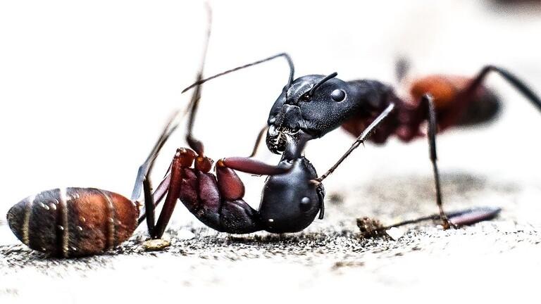 مستعمرة للنمل «الآكل لجنسه» في مخبأ نووي مهجور